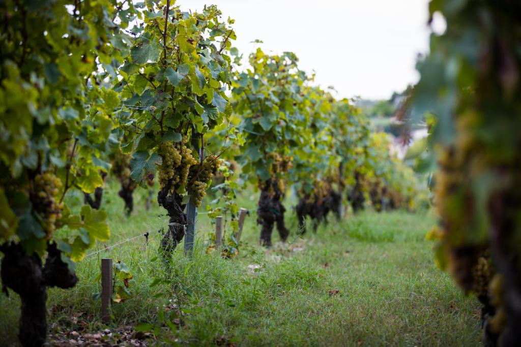 Prignac-et-Marcamps House | Gîte au milieu des vignes