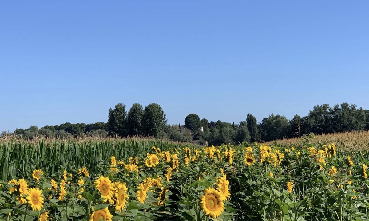 Gironde-sur-Dropt House | Happiness in the countryside!