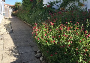 In the heart of La Flotte - House 4 people - Private patio - Private parking