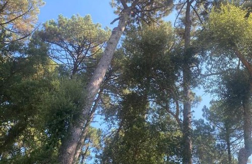 Le Penon House | COSY house for 4 in the heart of the pines