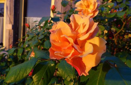 Chauvigny Bed & Breakfast | La Maison Rouge