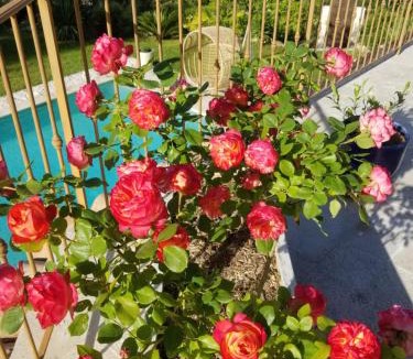 Le Collet Bed & Breakfast | Ô Tilia d'Azur