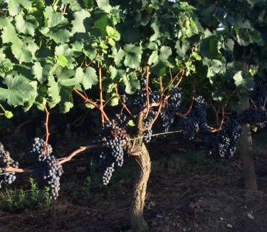 Montagne Bed & Breakfast | Au charmant des vignes