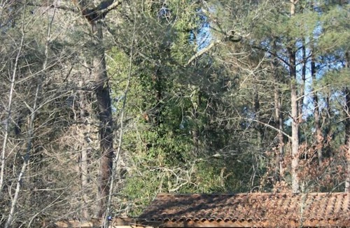 Labouheyre Cottage | Cabane en Pleine Nature - Domaine Temali