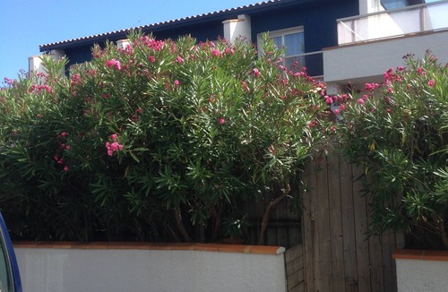 Cap-Ferret Apartment | CAP-FERRET Center T2 JARDINET SUD at 50m OCEANE BEACH. PROMOTIONS 10% July/August