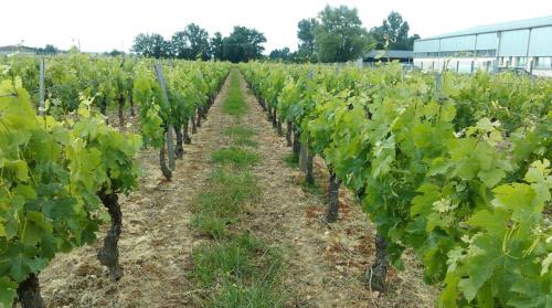 Saint-Medard-de-Guizieres Bed & Breakfast | Château Laborde Caudalie