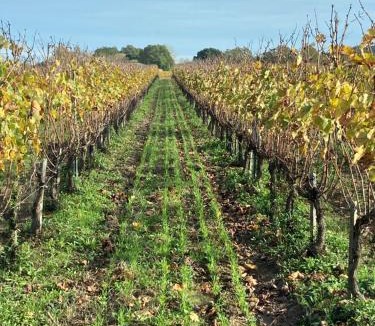 Saint-Medard-de-Guizieres Bed & Breakfast | Château Laborde Caudalie