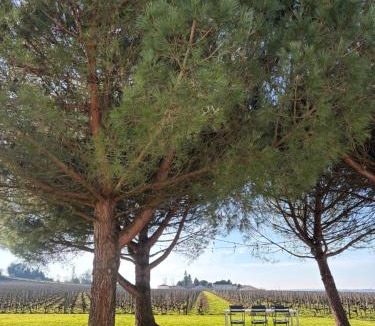 Saint-Emilion Bed & Breakfast | Clos des Jacobins (Grand Cru Classé)