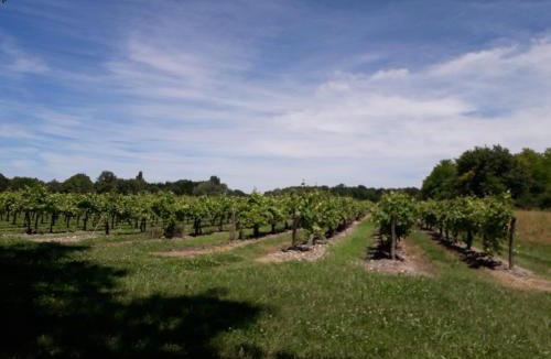 Lagarde-sur-le-Ne House | Gîte 3 La vigne est belle pour 1 à 3 personnes