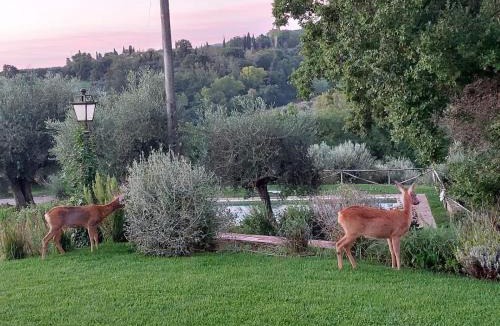 Cetona Villa | Il Poggio - Luxury villa in Tuscany