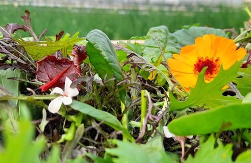 Montbron House | Maison de campagne, bulle de verdure