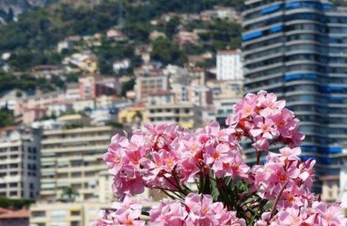 Beausoleil Apartment | Message me for Room in private shared accommodation