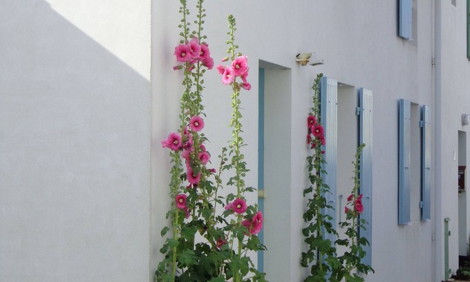 Saint-Martin-de-Re House | Pretty house classified 3 * style retais