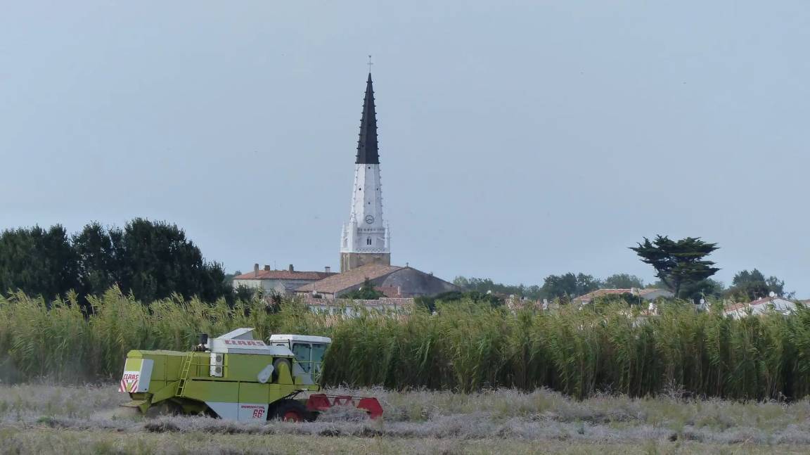 Photo of Others in Sainte-Marie-de-Re