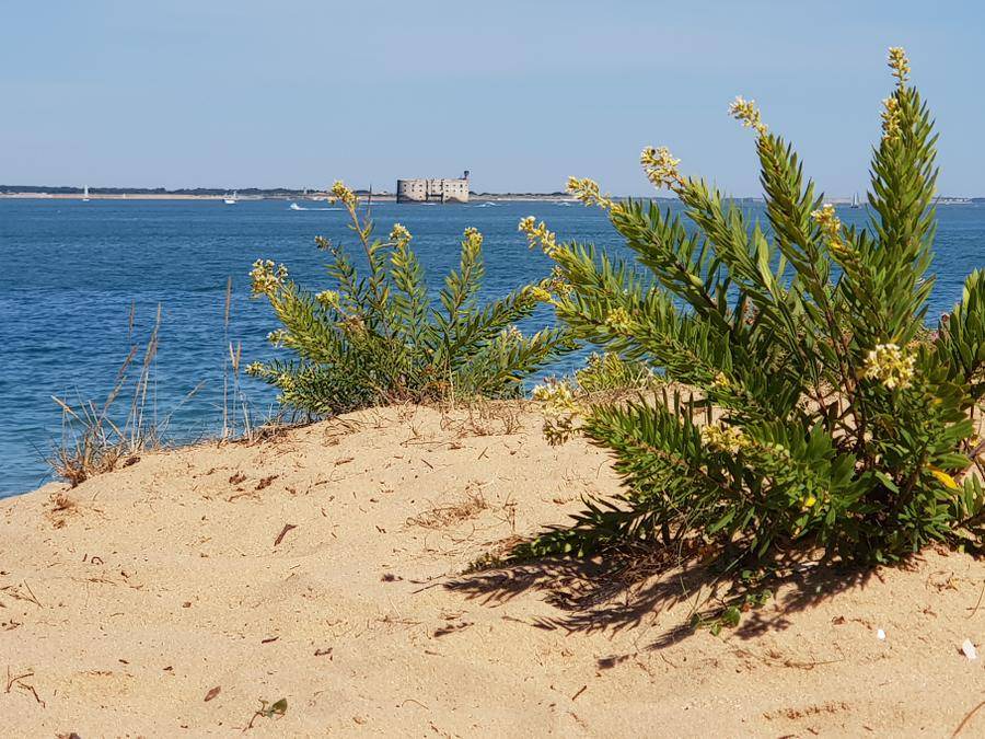 Photo of Others in Le Grand-Village-Plage