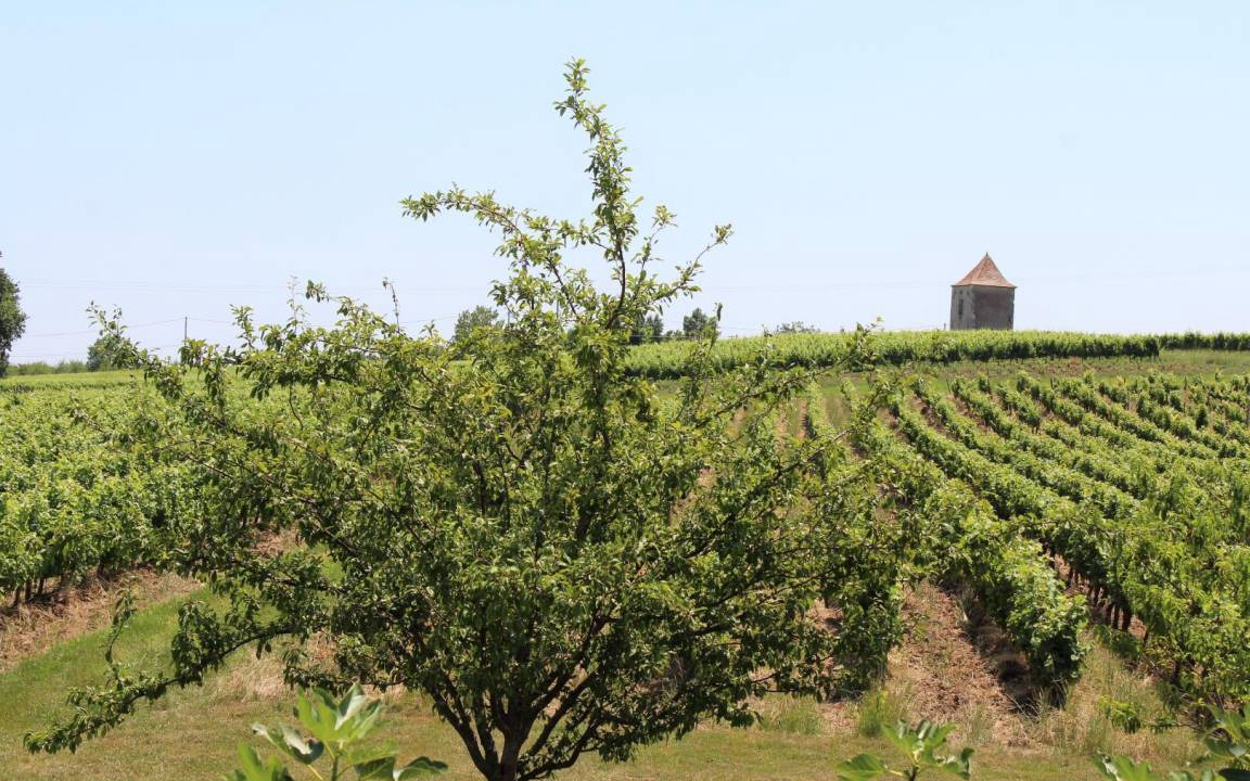 Photo of Others in Saussignac