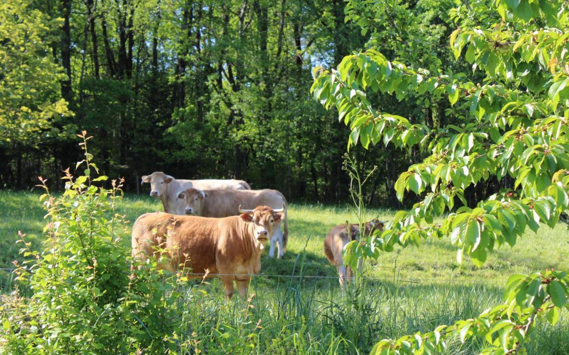 Photo of Outdoor in Saint-Front-la-Riviere