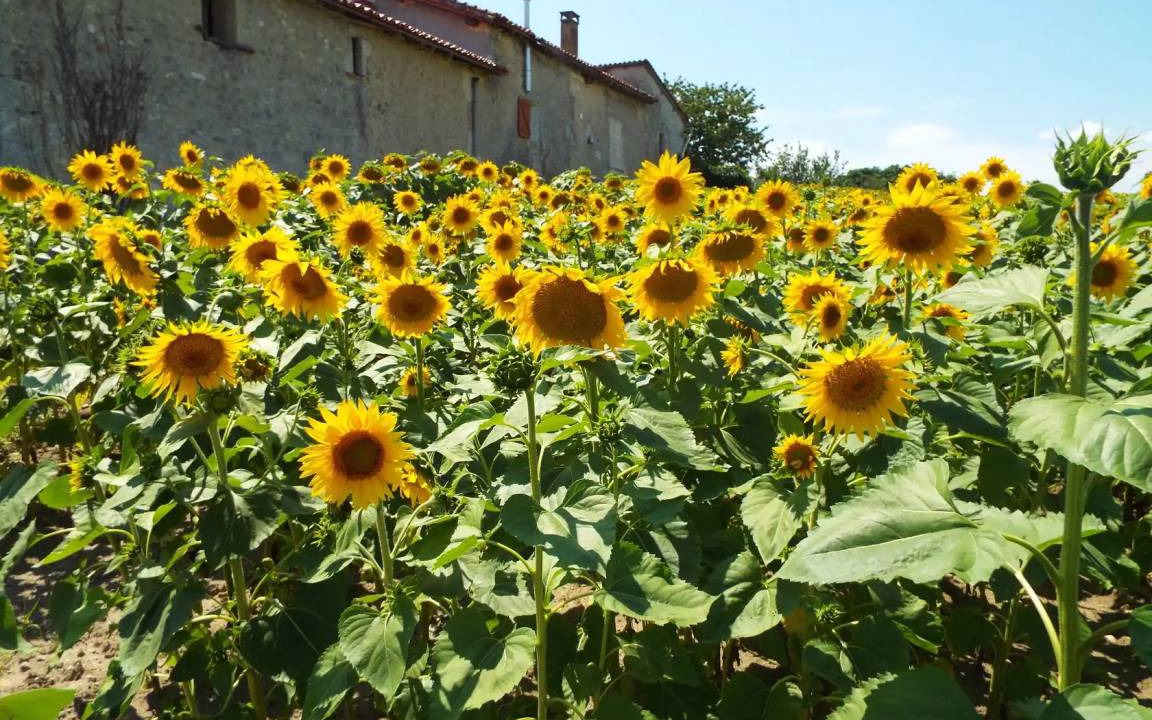 Photo of Others in Plassac-Rouffiac