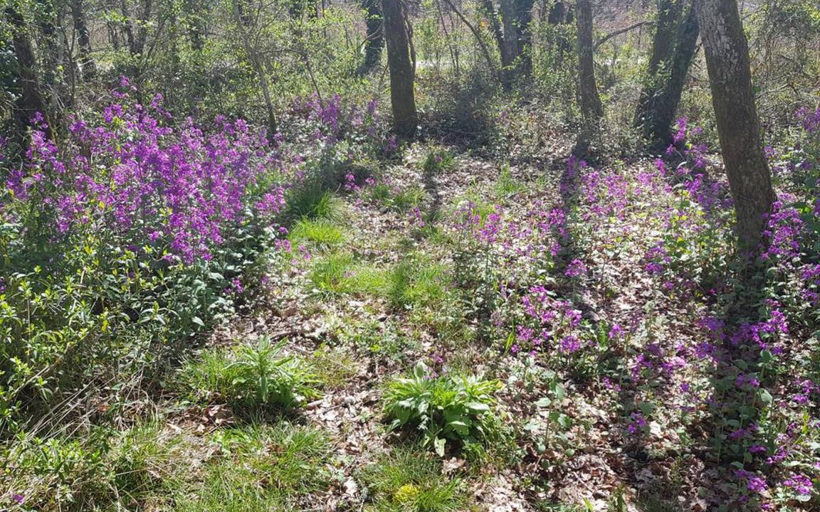 Photo of Outdoor in Bussac-Foret