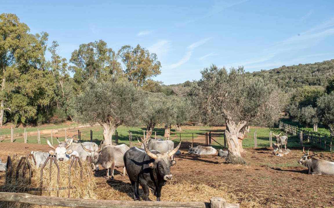 Photo of Others in Orbetello