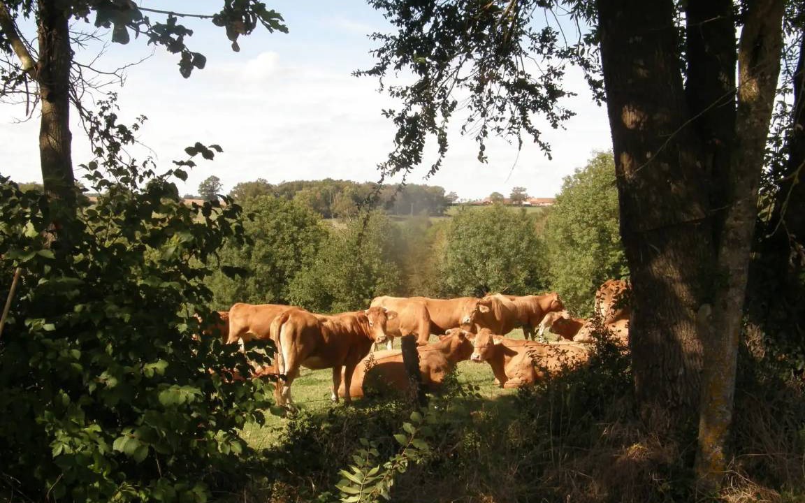 Photo of Others in La Trimouille