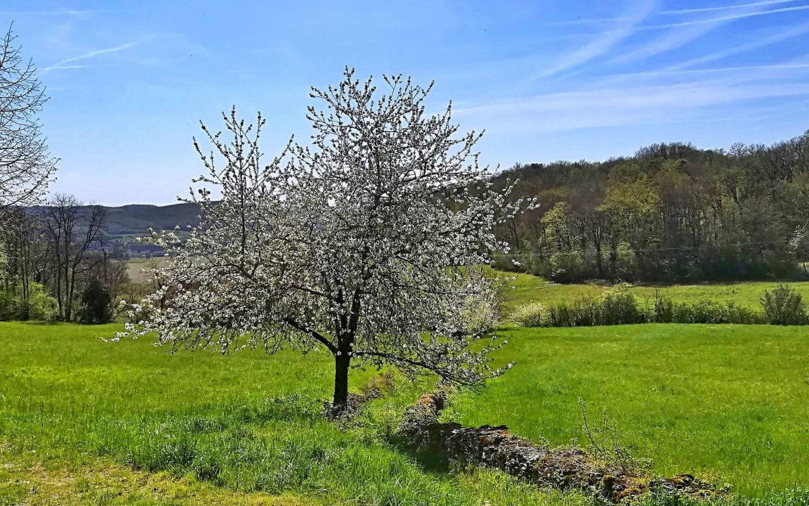 Photo of Others in Castels et Bezenac