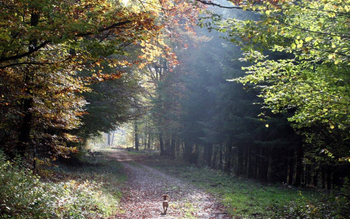 Photo of Others in Onesse-et-Laharie