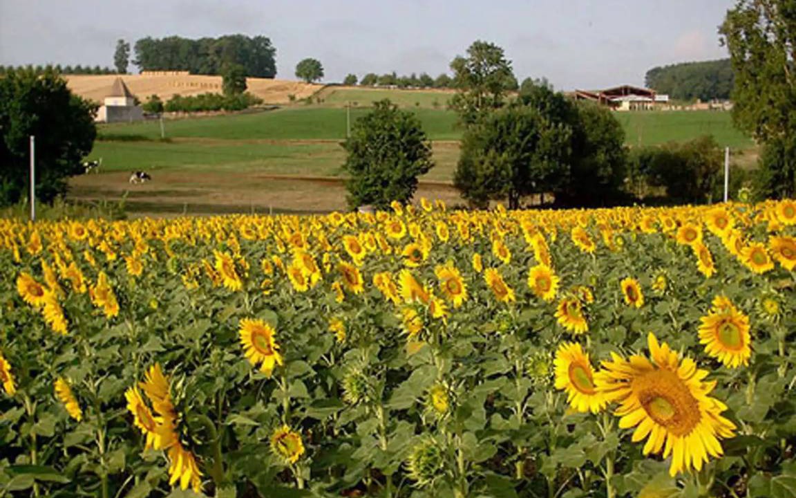 Photo of Others in Saint-Eutrope-de-Born