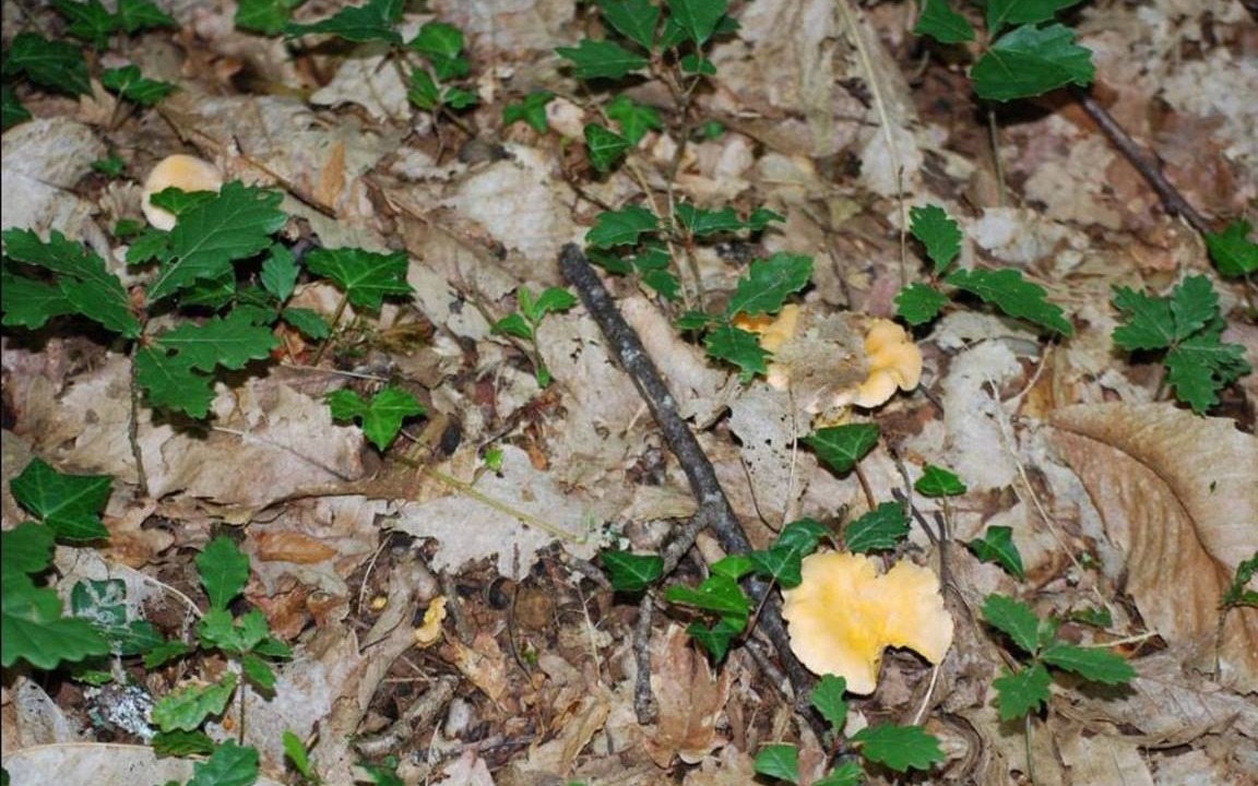 Photo of Others in Val de Louyre et Caudeau