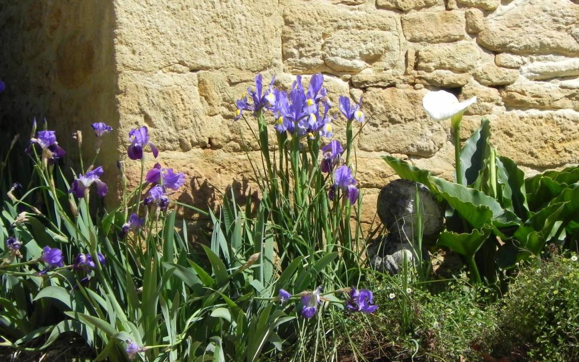 Photo of Others in Calviac-en-Perigord