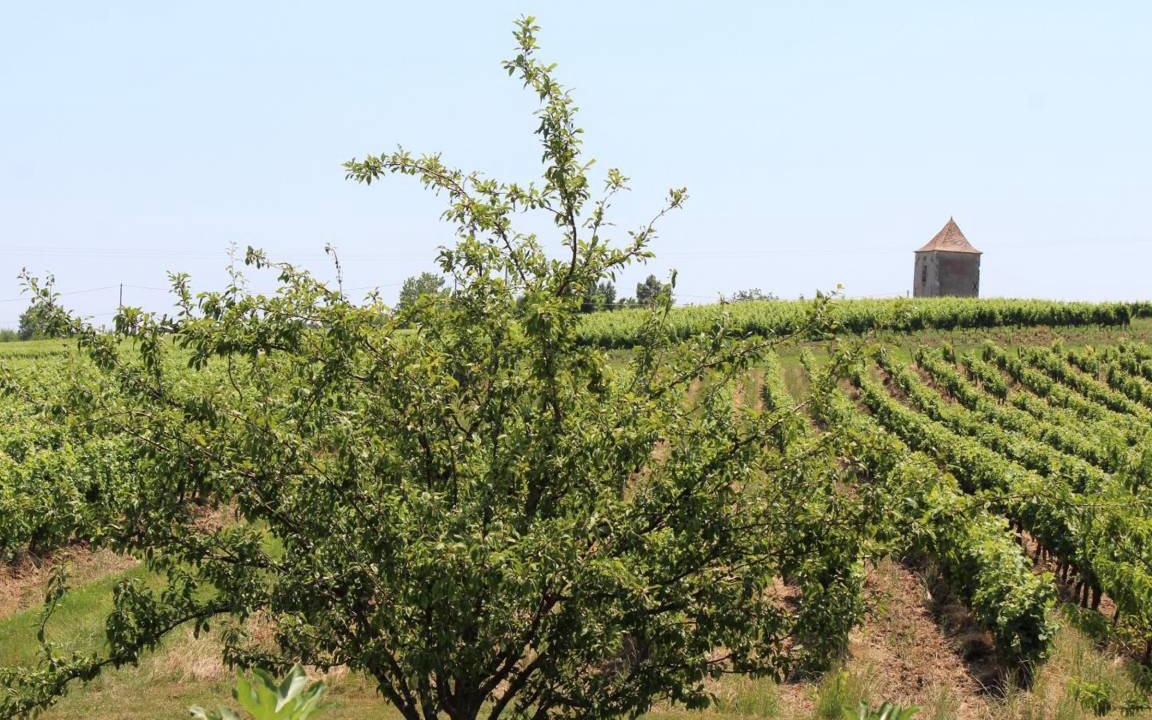 Photo of Others in Saussignac