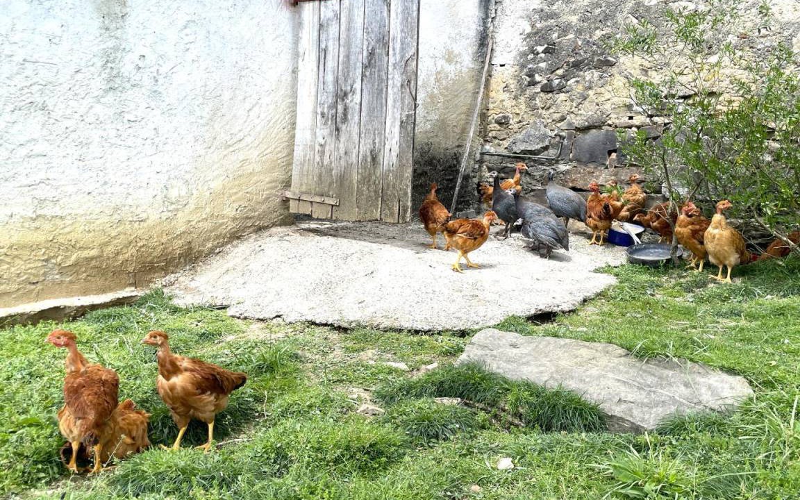 Photo of Others in Ainharp
