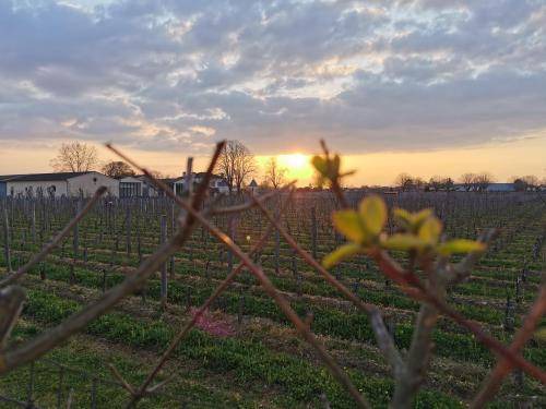 Photo of Others in Libourne