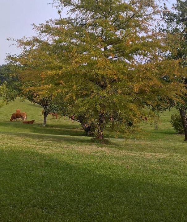 Photo of Others in Hautefort