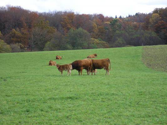 Photo of Others in Marcillac-la-Croisille