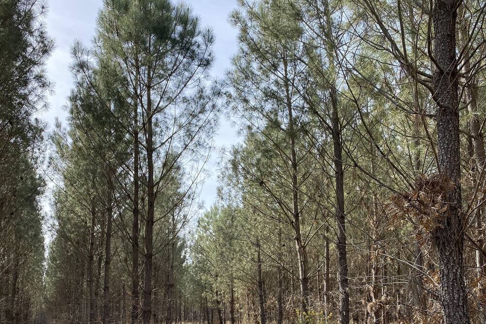 Photo of Outdoor in Lencouacq