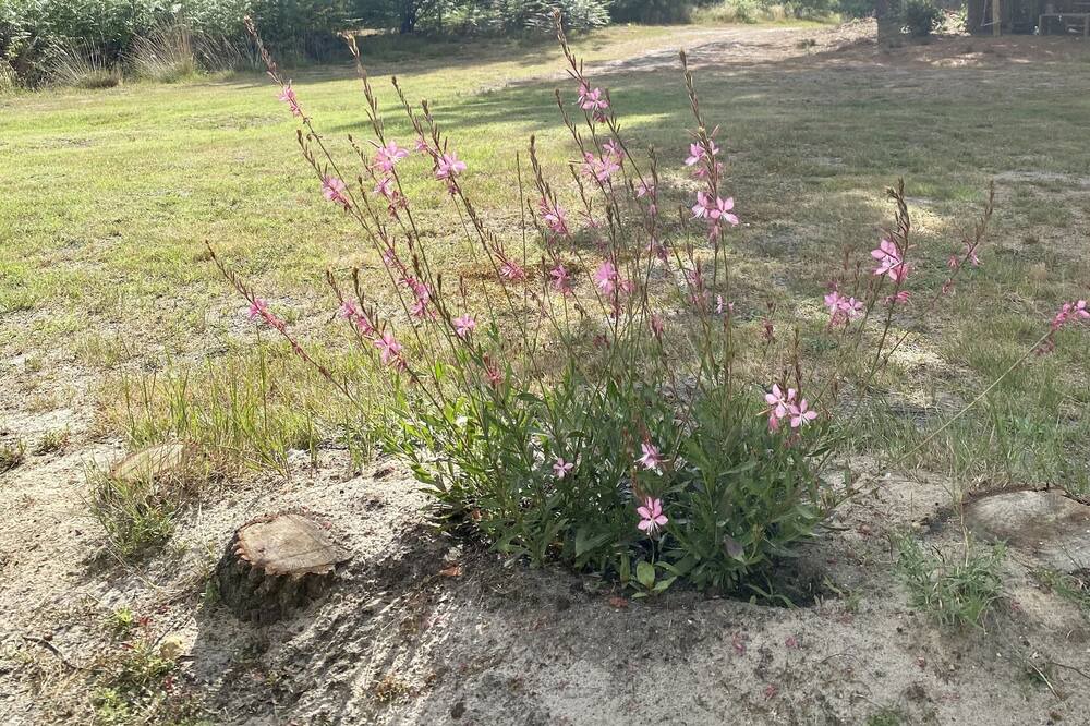 Photo of Outdoor in Lencouacq