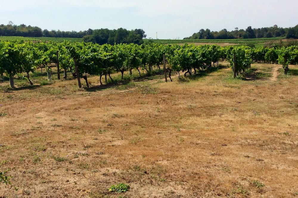 Photo of Outdoor in Mirambeau