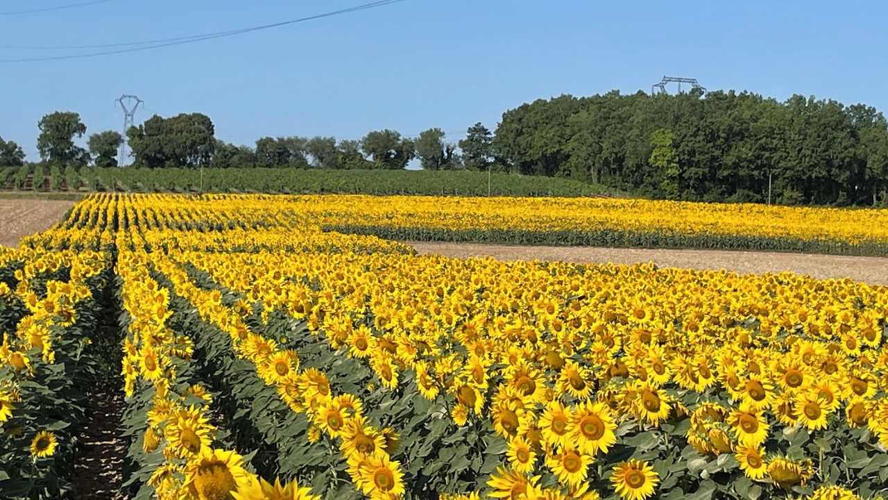 Photo of Outdoor in Angeac-Charente