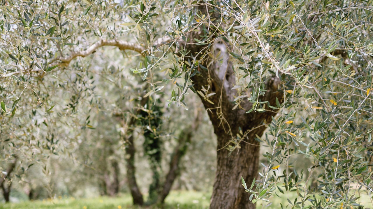 Photo of Outdoor in Lari