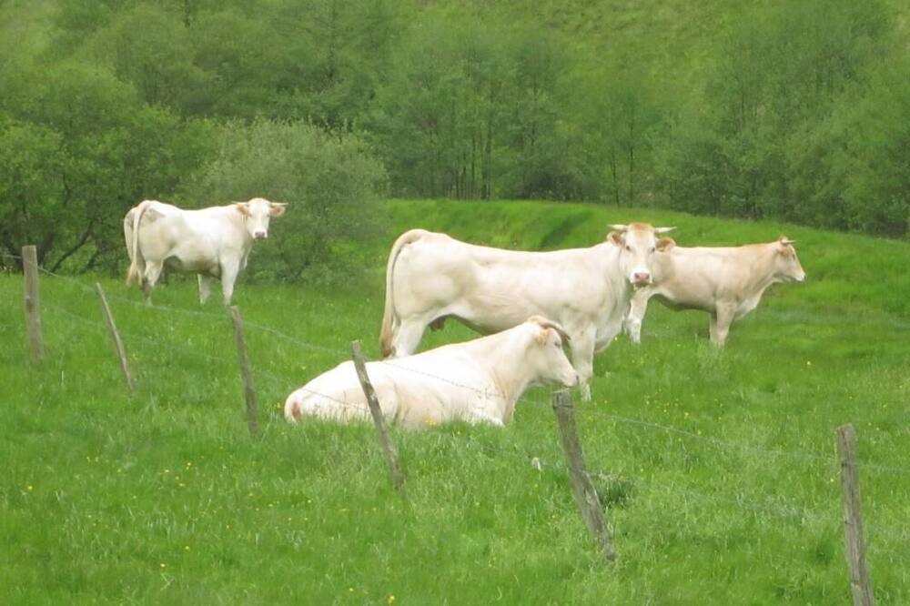Photo of Others in Ahaxe-Alciette-Bascassan