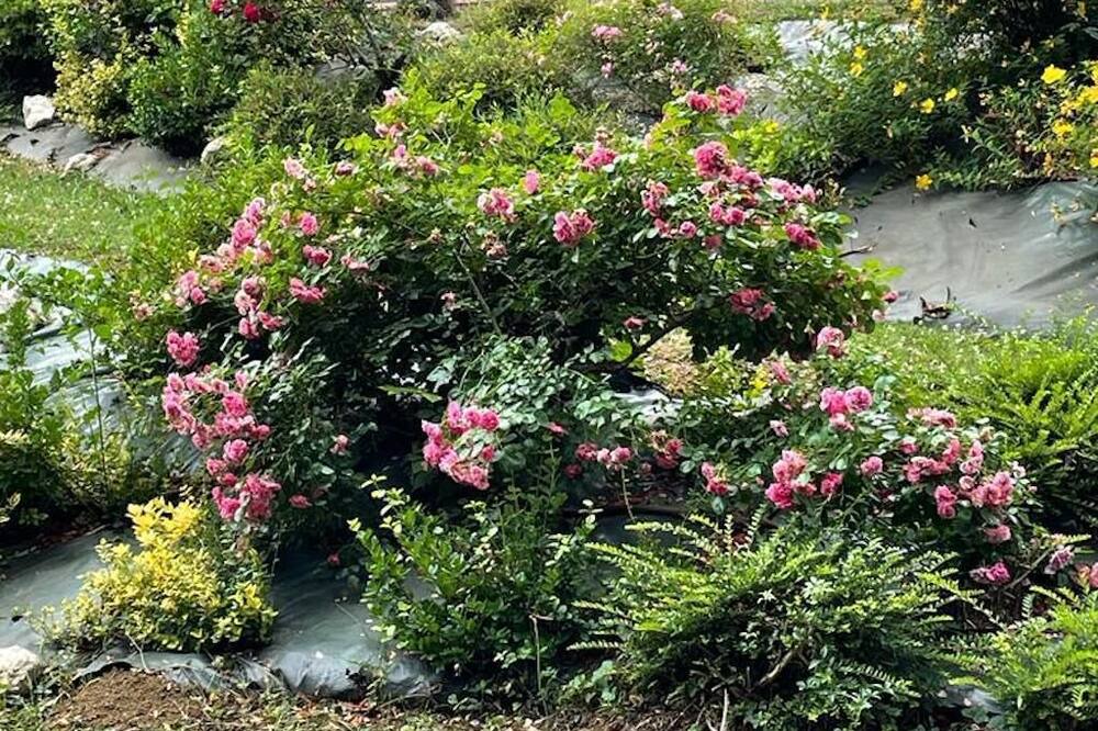 Photo of Outdoor in Saint-Hilaire-de-Lusignan