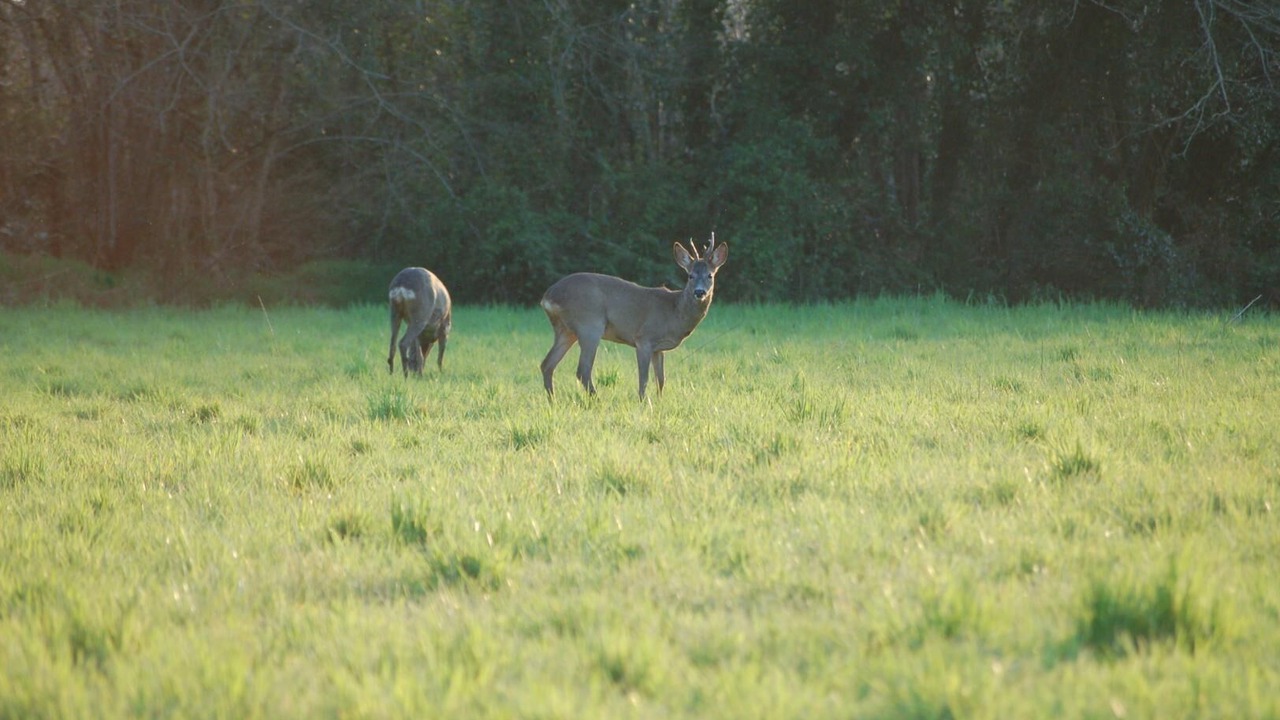 Photo of Outdoor in Lacquy
