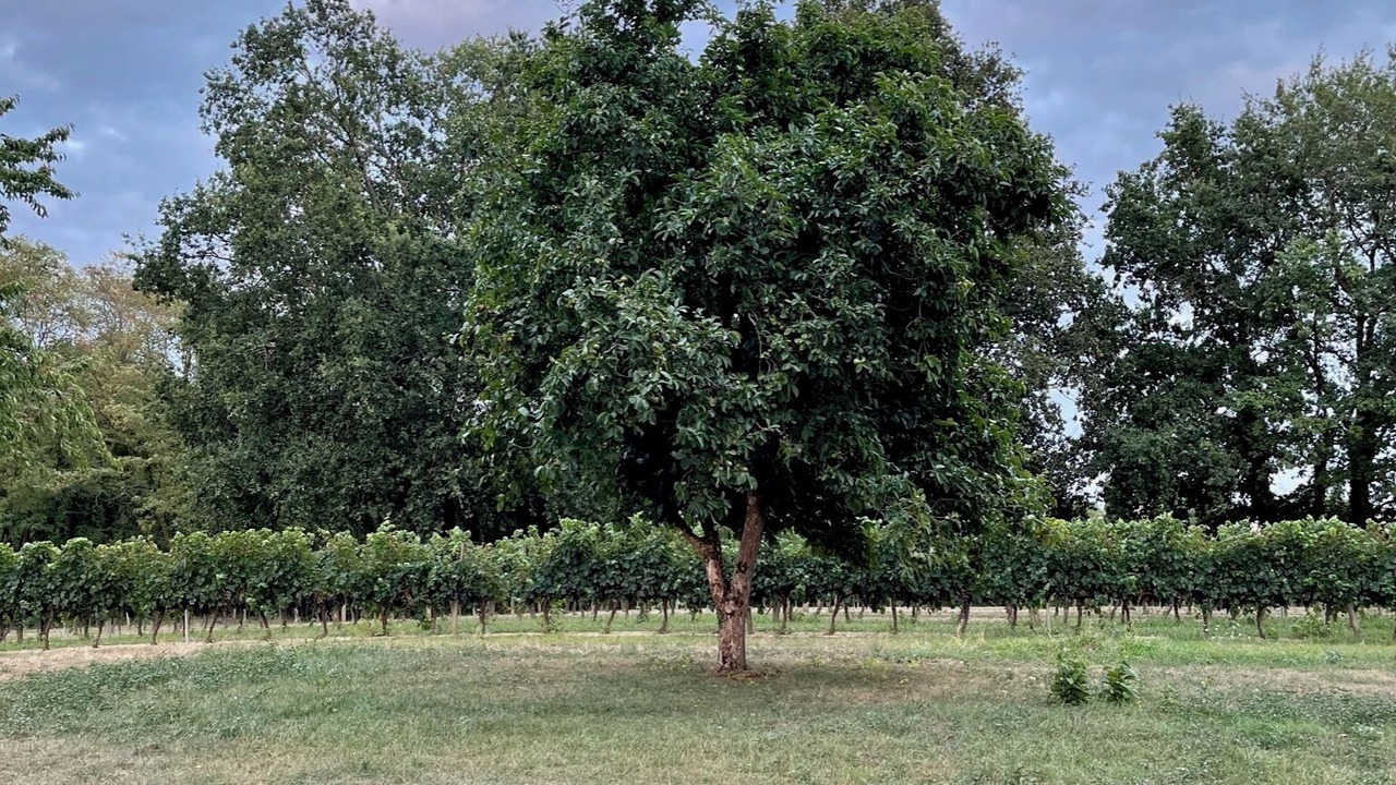 Photo of Outdoor in Lamothe-Landerron