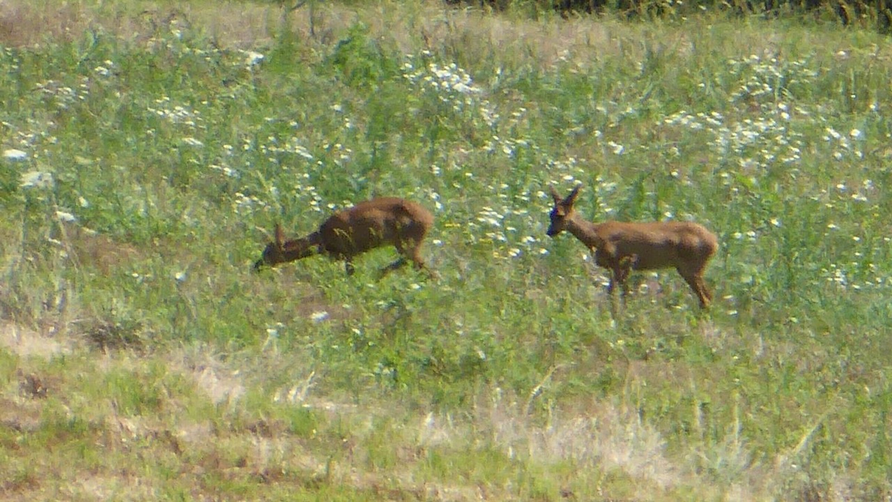 Photo of Others in Saint-Amand-de-Coly