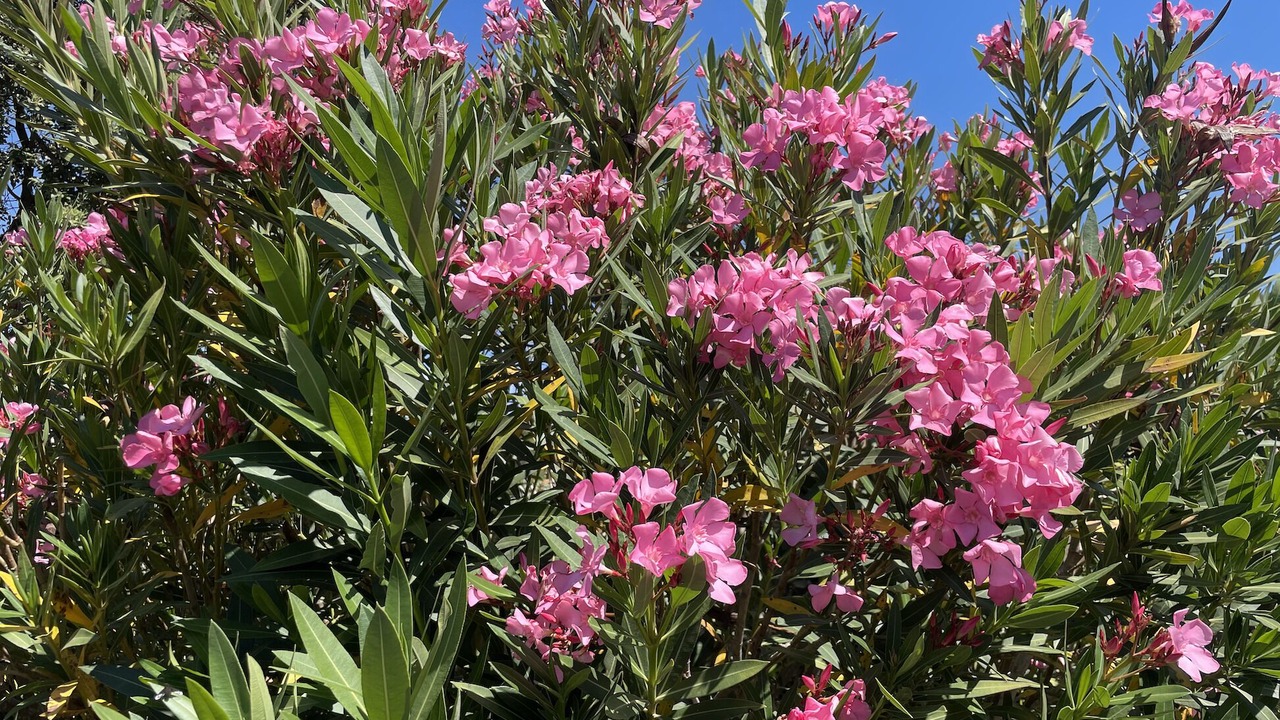 Photo of Outdoor in Forcalqueiret