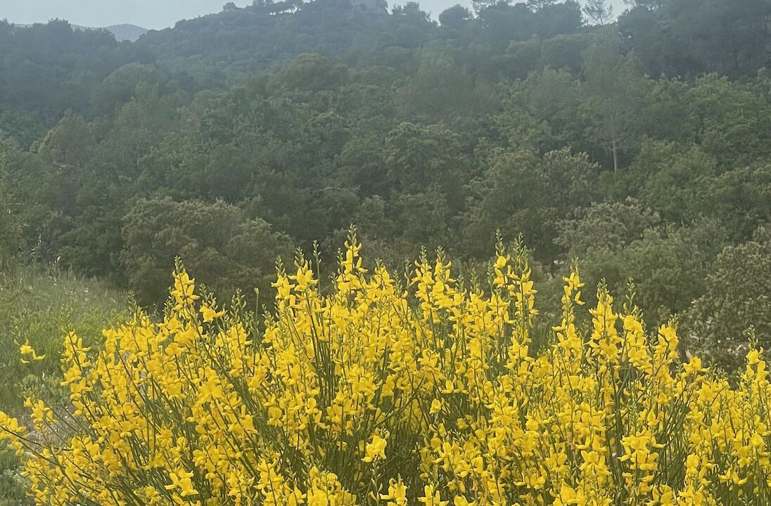 Photo of Outdoor in Forcalqueiret