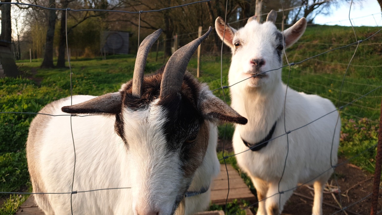 Photo of Others in Saint-Andre-sur-Sevre