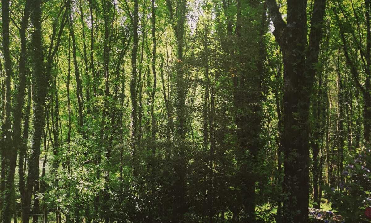 Photo of Outdoor in Clermont-d'Excideuil