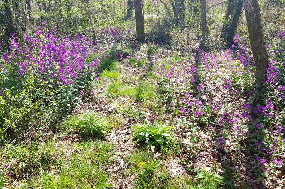 Photo of Outdoor in Bussac-Foret